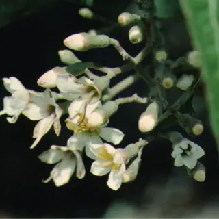 thumbnail for publication: Tetrazygia bicolor Florida Tetrazygia, West Indian Lilac